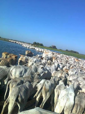 Peão tocando a boiada - Mato Grosso