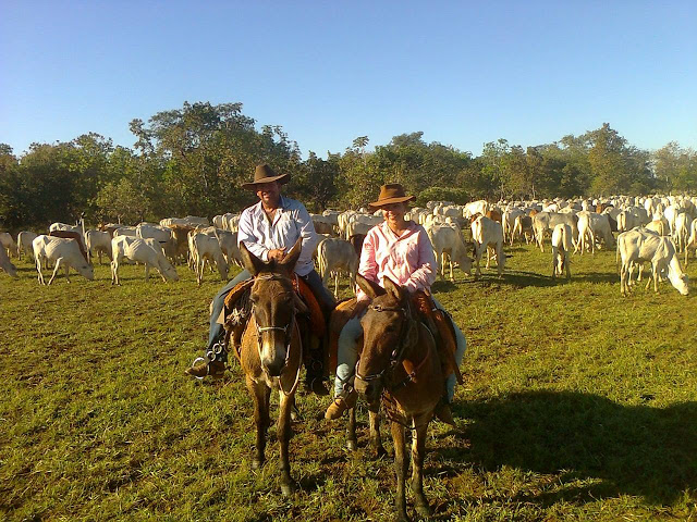 Peão tocando a boiada - Mato Grosso