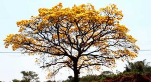 Dia terá períodos de céu parcialmente nublado pelo Estado, conforme o Inmet; temperaturas sobem. (Foto: Subcom/Arquivo)