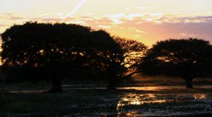 Pantanal de Mato Grosso do Sul, onde temperaturas vão de 35ºC, na região de Corumbá, a 38ºC em Murtinho. (Foto: Edemir Rodrigues/Subcom/Arquivo)