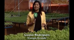 Reportagem da TVE Cultura abordou vantagens da hidroponia, inclusive no campo da sustentabilidade, e foi classificada para a final do Prêmio Famasul de Jornalismo 2018. (Imagem: Reprodução).