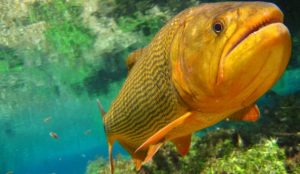 Legislação em vigor desde o início do ano proíbe a pesca do dourado no Estado. (Foto: Imasul/Divulgação)
