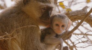 Love Nature 4K produziu "A Jornada da Vida", com foco na fauna africana. (Foto: Reprodução)