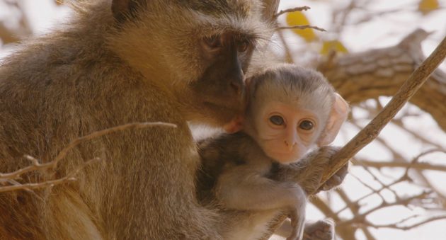 Love Nature 4K produziu "A Jornada da Vida", com foco na fauna africana. (Foto: Reprodução)