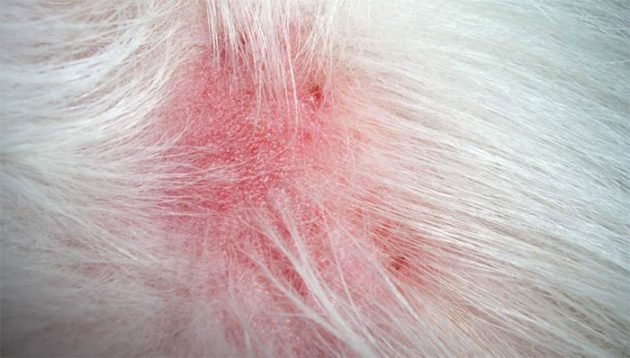 Dermatite tem vermelhidão entre sintomas e causa sofrimento ao pet; tratamento deve ser orientado por profissional. (Foto: Mundo Animal/Reprodução)