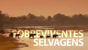 Sobreviventes Selvagens estreia neste domingo no Planeta Terra. (Imagem: Reprodução)